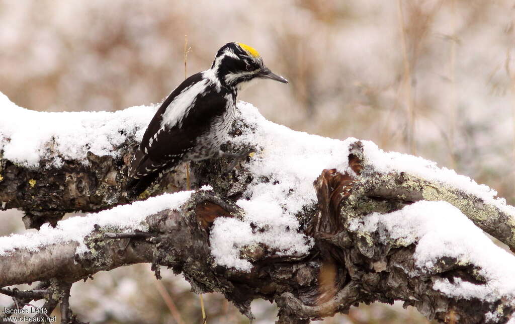 Eurasian Three-toed Woodpecker male adult, habitat, fishing/hunting