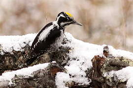 Eurasian Three-toed Woodpecker