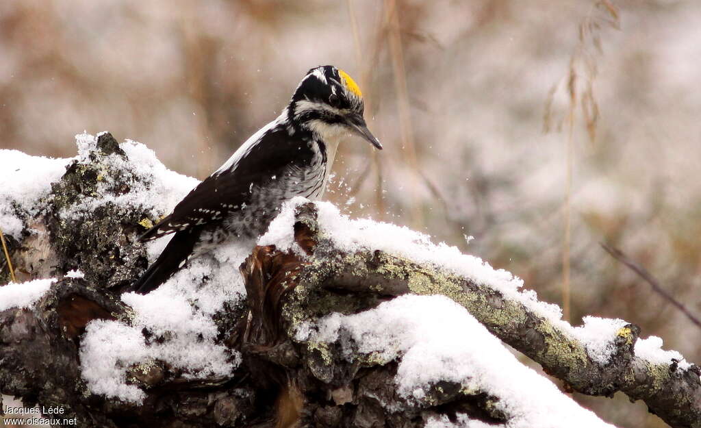 Eurasian Three-toed Woodpecker male adult, fishing/hunting, Behaviour