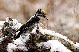 Eurasian Three-toed Woodpecker