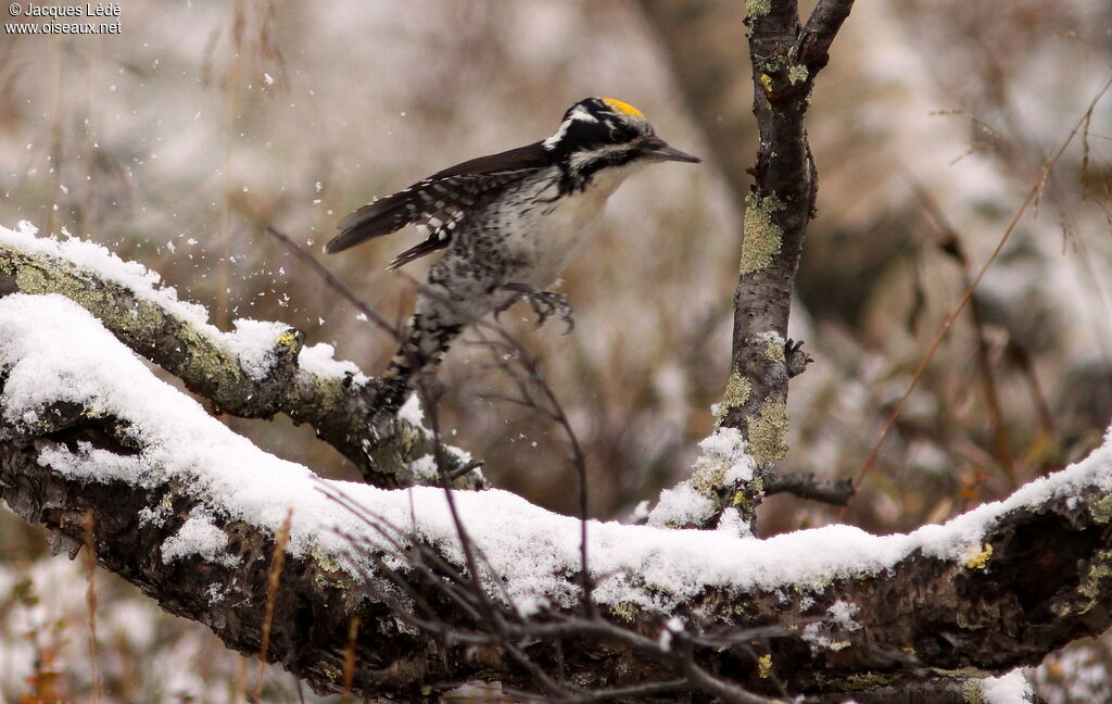 Eurasian Three-toed Woodpecker