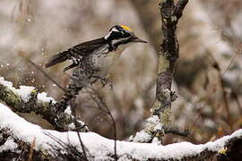 Eurasian Three-toed Woodpecker