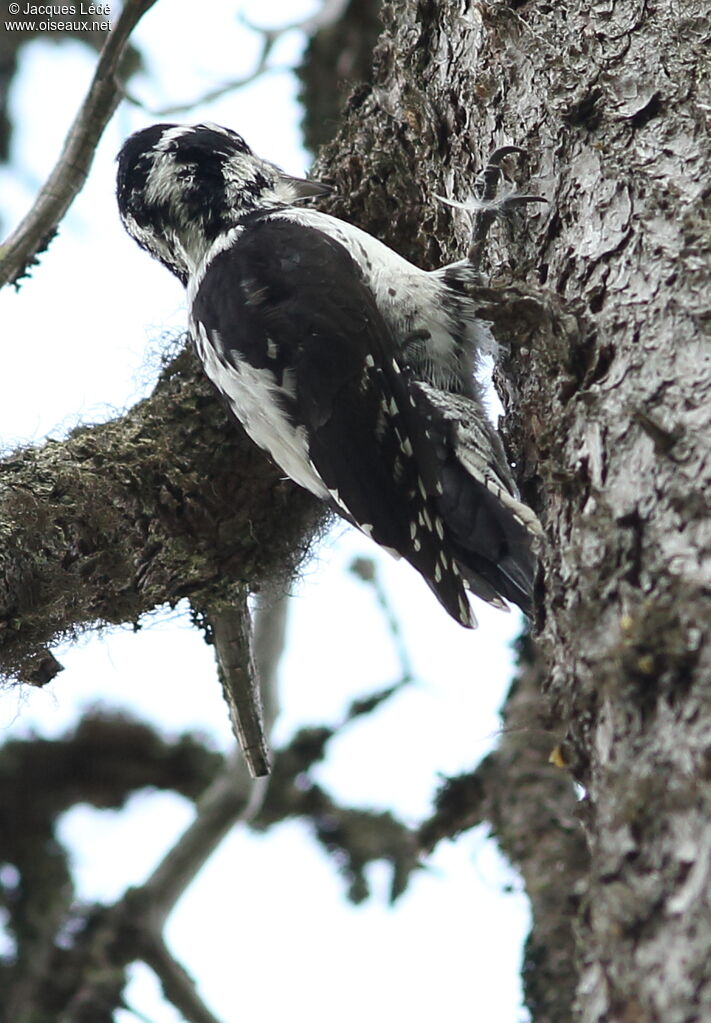 Eurasian Three-toed Woodpecker