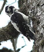 Eurasian Three-toed Woodpecker