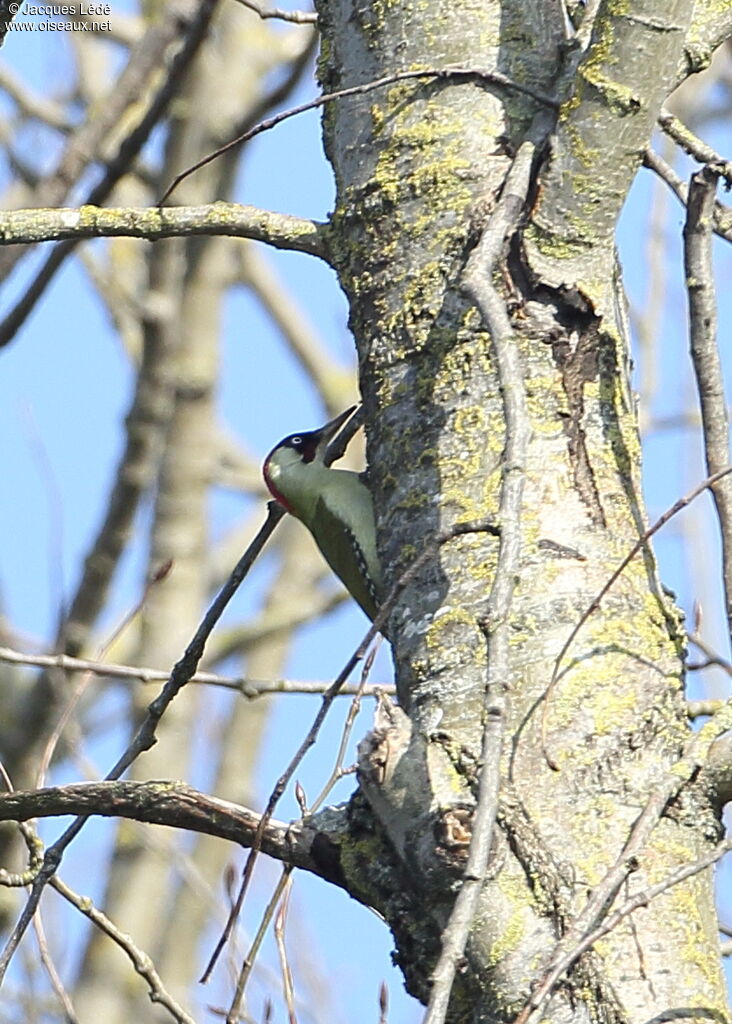 European Green Woodpecker