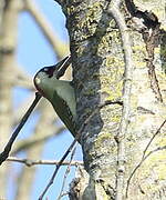 European Green Woodpecker