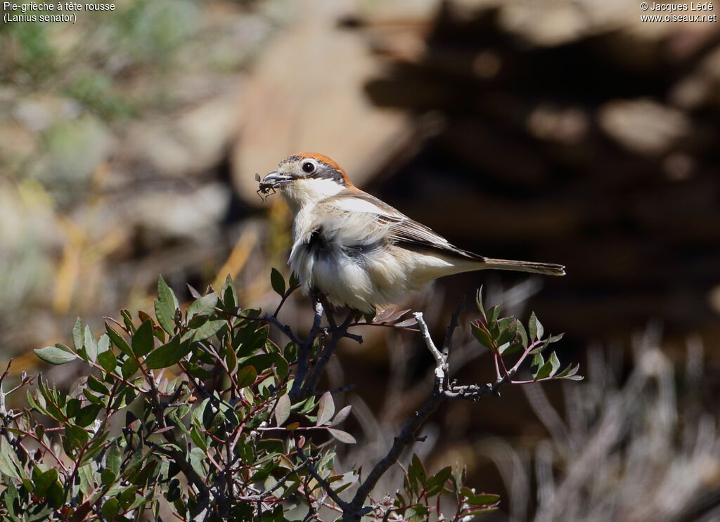 Woodchat Shrike