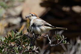 Woodchat Shrike