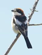 Woodchat Shrike