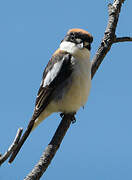 Woodchat Shrike