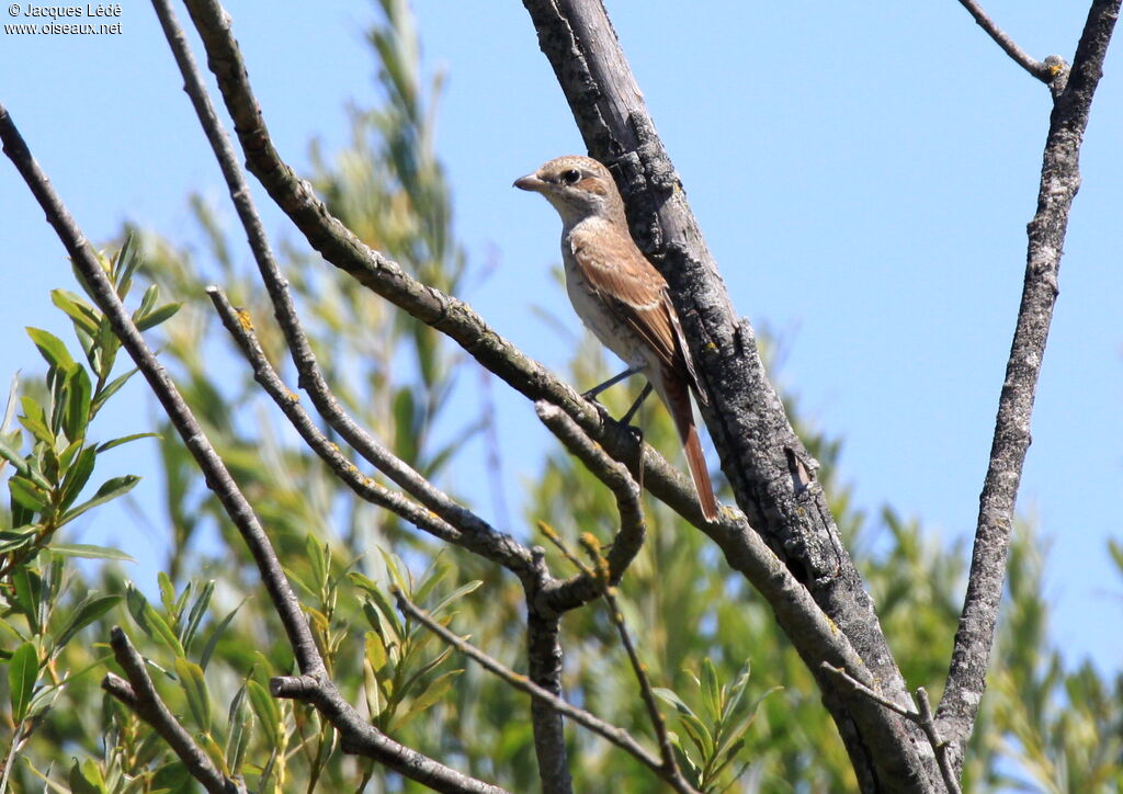 Red-backed Shrike