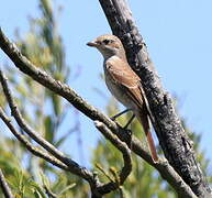 Red-backed Shrike