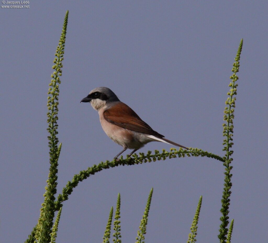 Red-backed Shrike