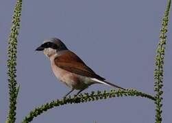 Red-backed Shrike