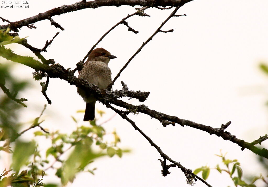 Red-backed Shrike