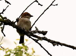 Red-backed Shrike