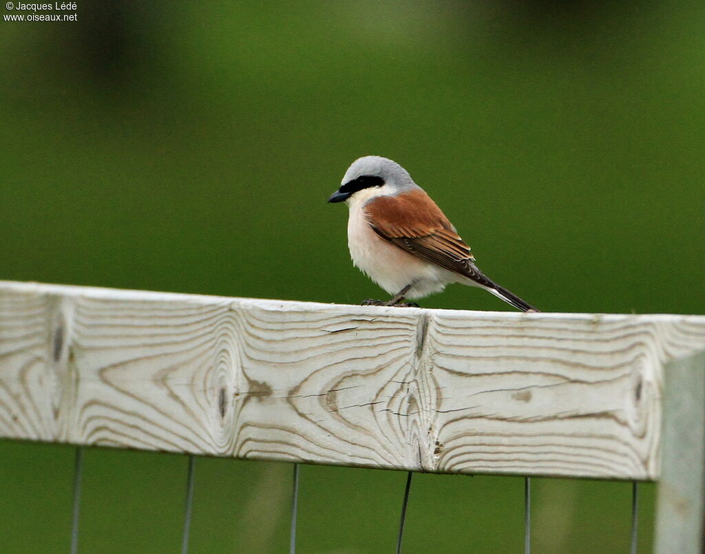 Red-backed Shrike