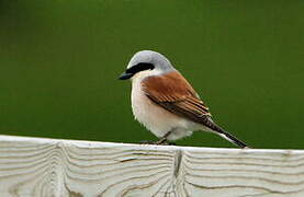 Red-backed Shrike