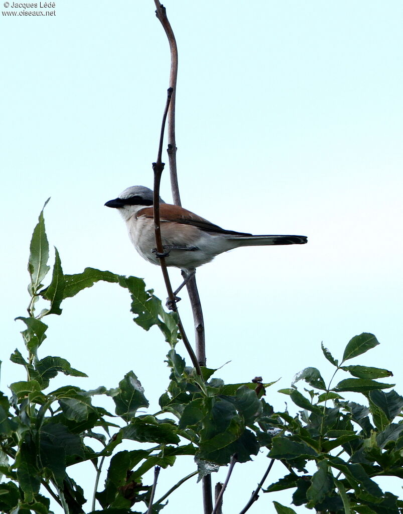 Red-backed Shrike