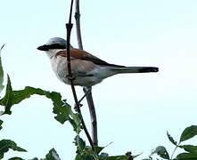 Red-backed Shrike