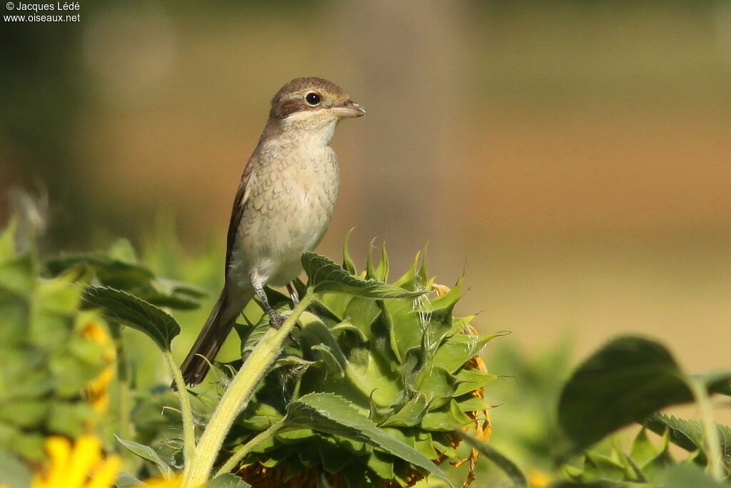 Red-backed Shrike