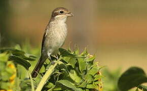 Red-backed Shrike