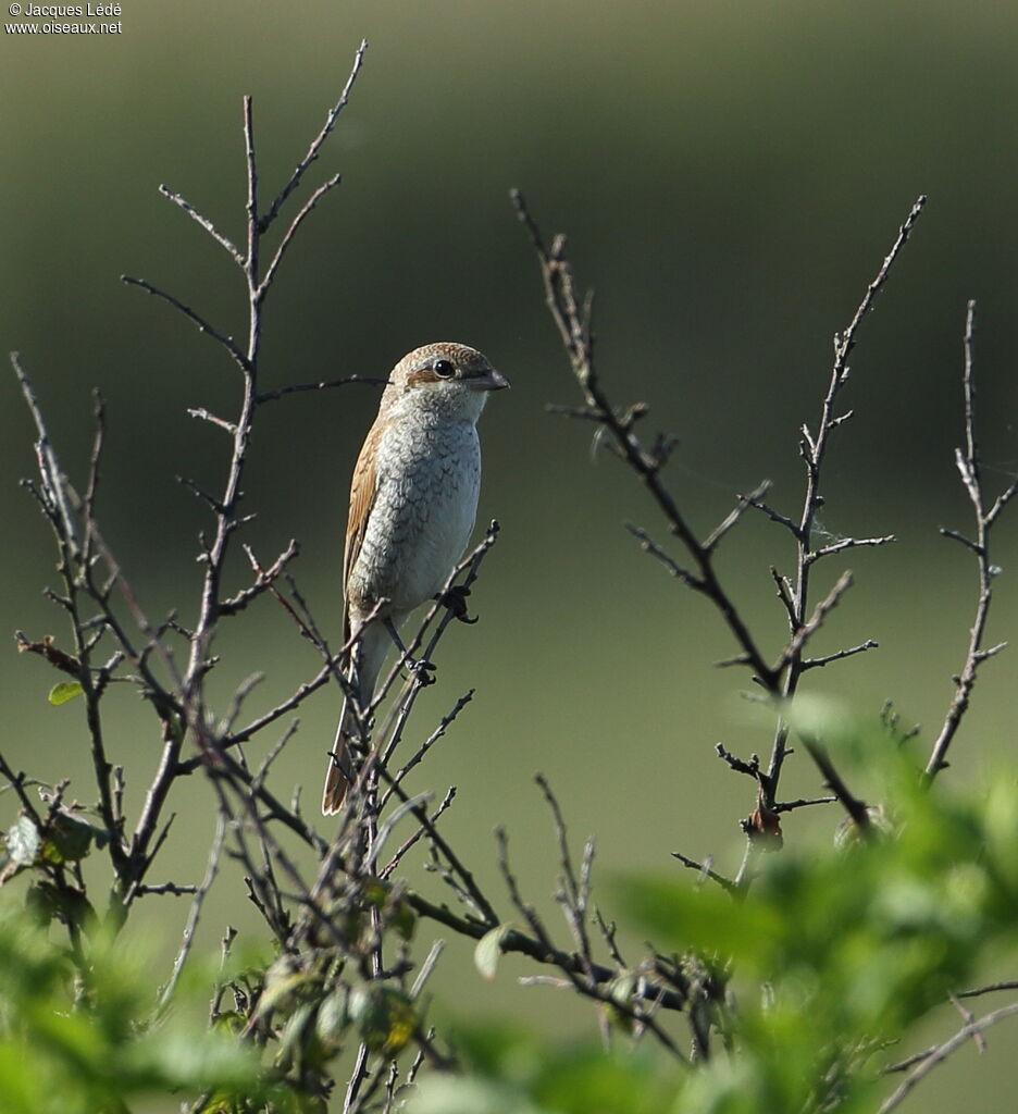 Red-backed Shrike