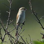 Red-backed Shrike