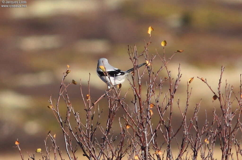 Great Grey Shrike