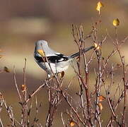 Great Grey Shrike