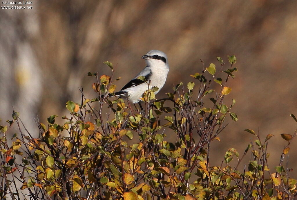 Great Grey Shrike