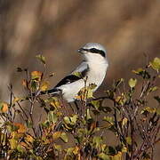 Great Grey Shrike