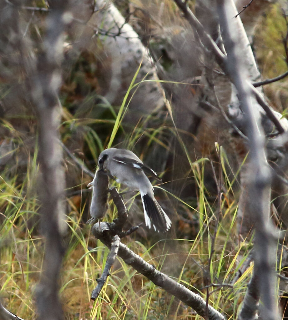 Great Grey Shrike