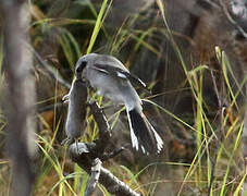 Great Grey Shrike