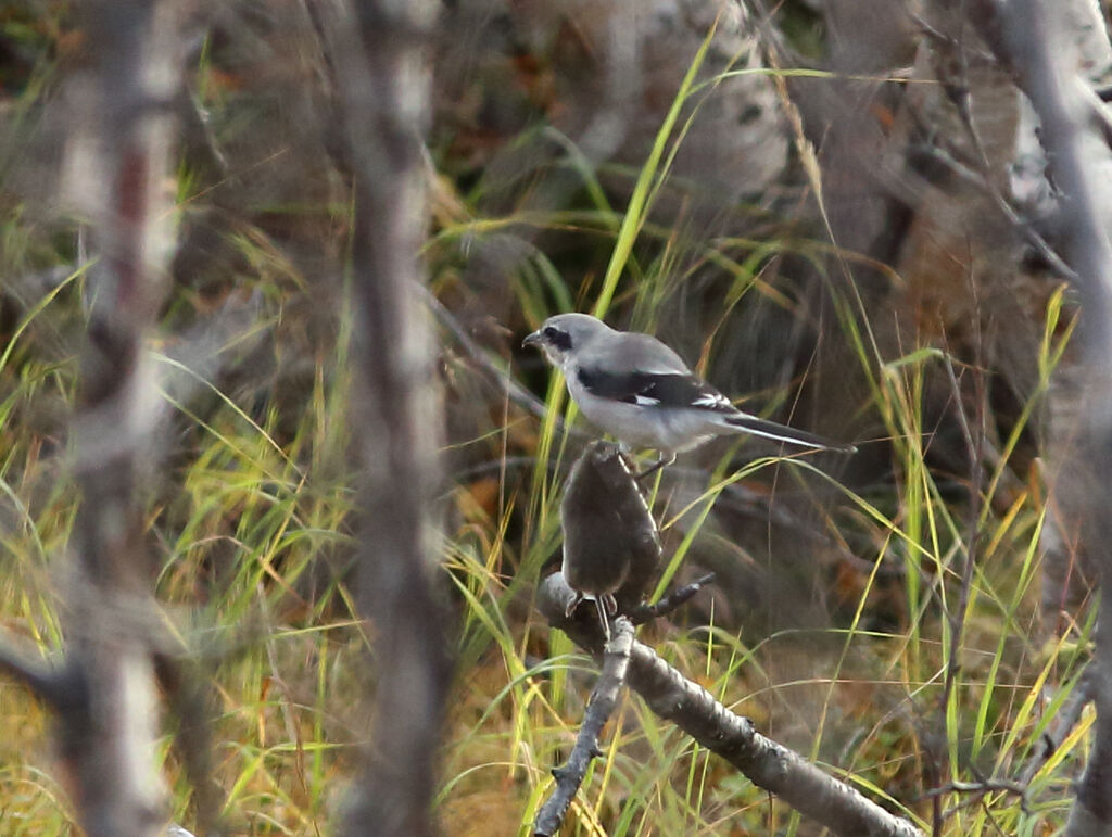 Great Grey Shrike