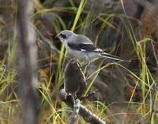 Great Grey Shrike