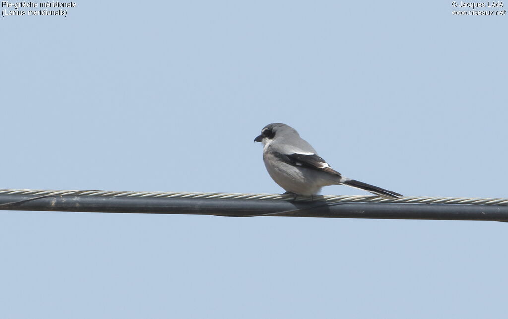 Iberian Grey Shrike