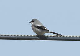 Iberian Grey Shrike