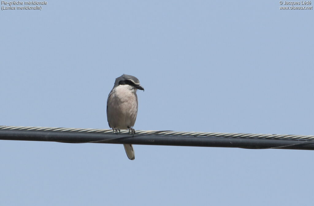 Iberian Grey Shrike