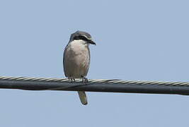 Iberian Grey Shrike