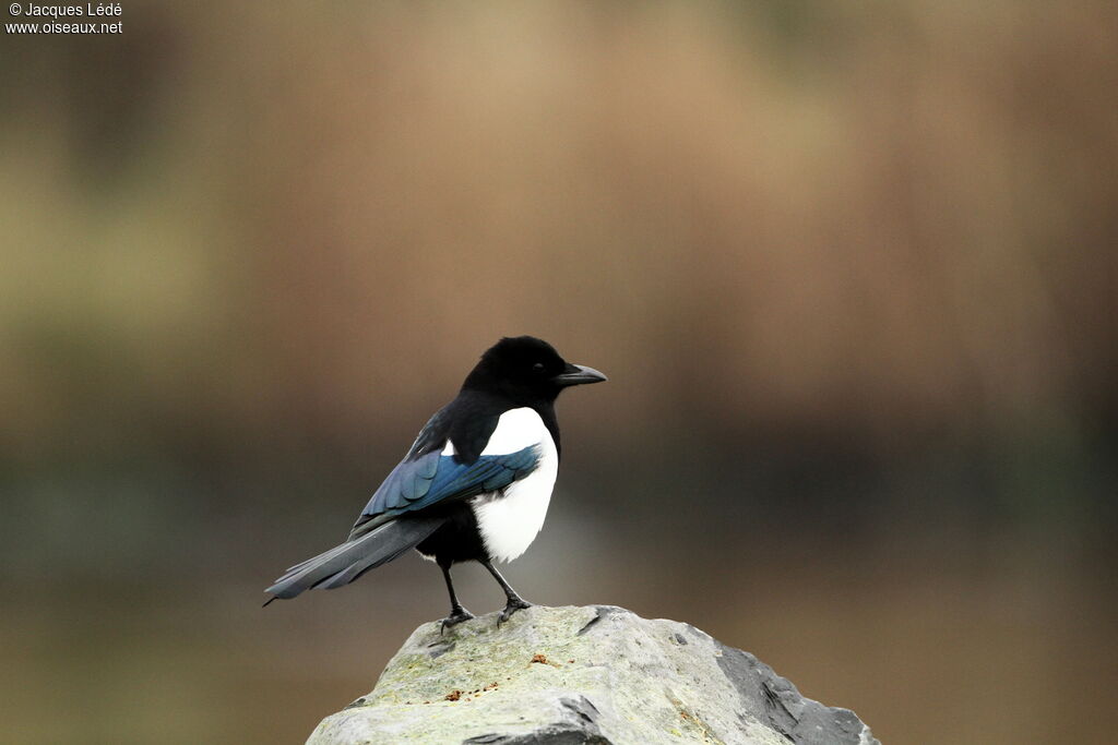 Eurasian Magpie