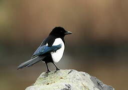 Eurasian Magpie