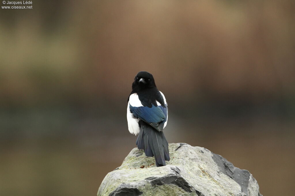 Eurasian Magpie