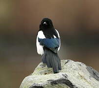 Eurasian Magpie