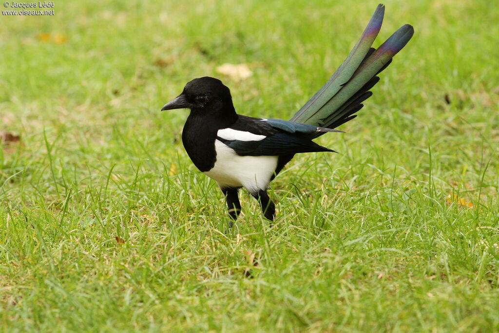 Eurasian Magpie