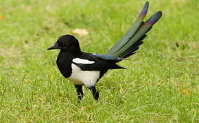 Eurasian Magpie