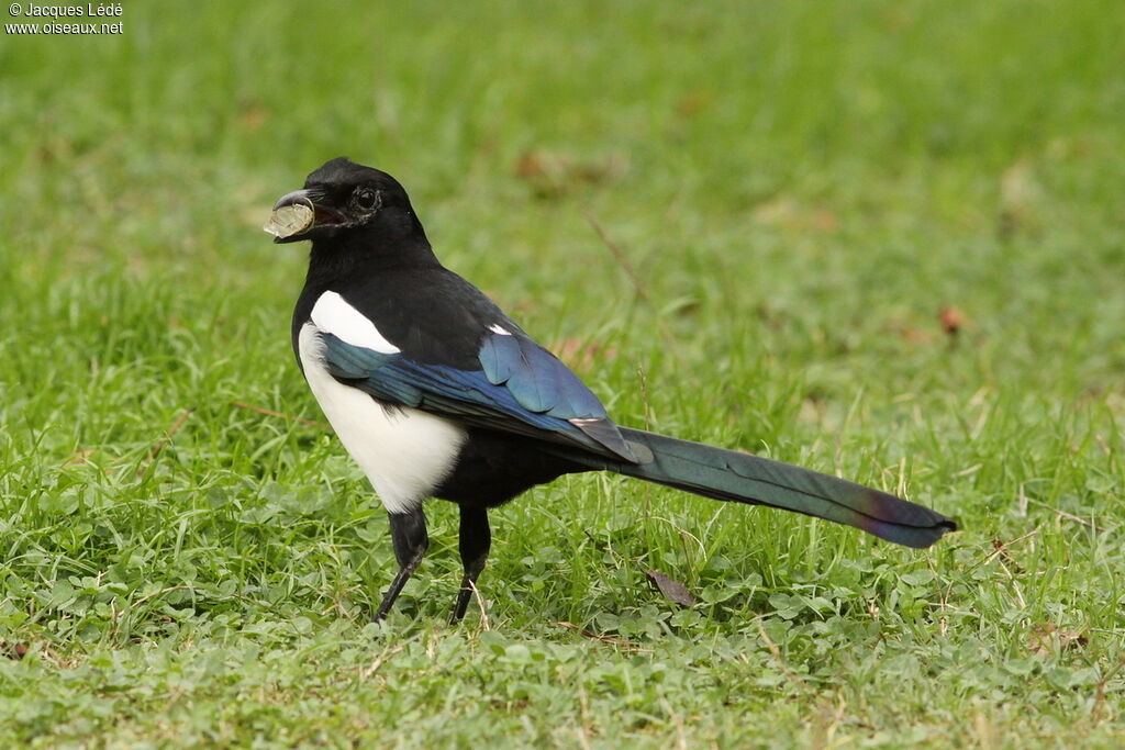 Eurasian Magpie