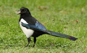 Eurasian Magpie