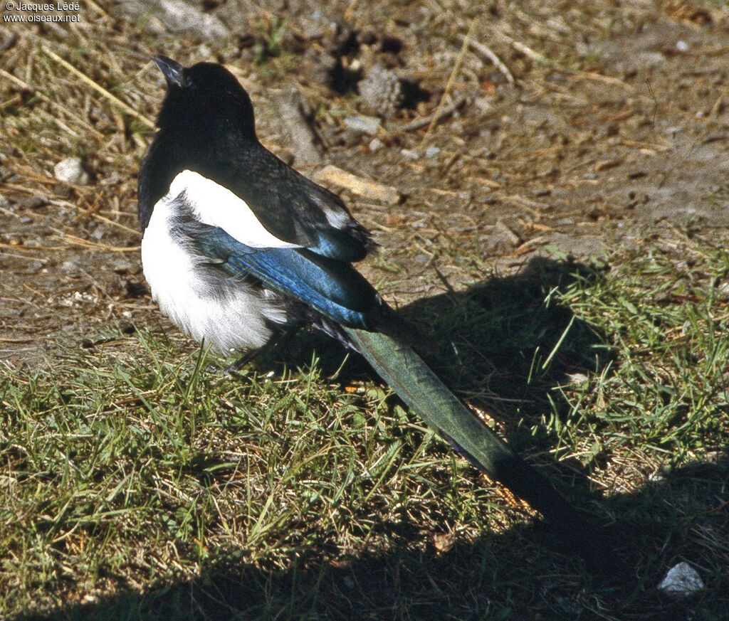 Black-billed Magpie