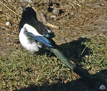 Black-billed Magpie